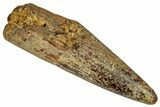 Fossil Spinosaurus Tooth - Real Dinosaur Tooth #360122-1